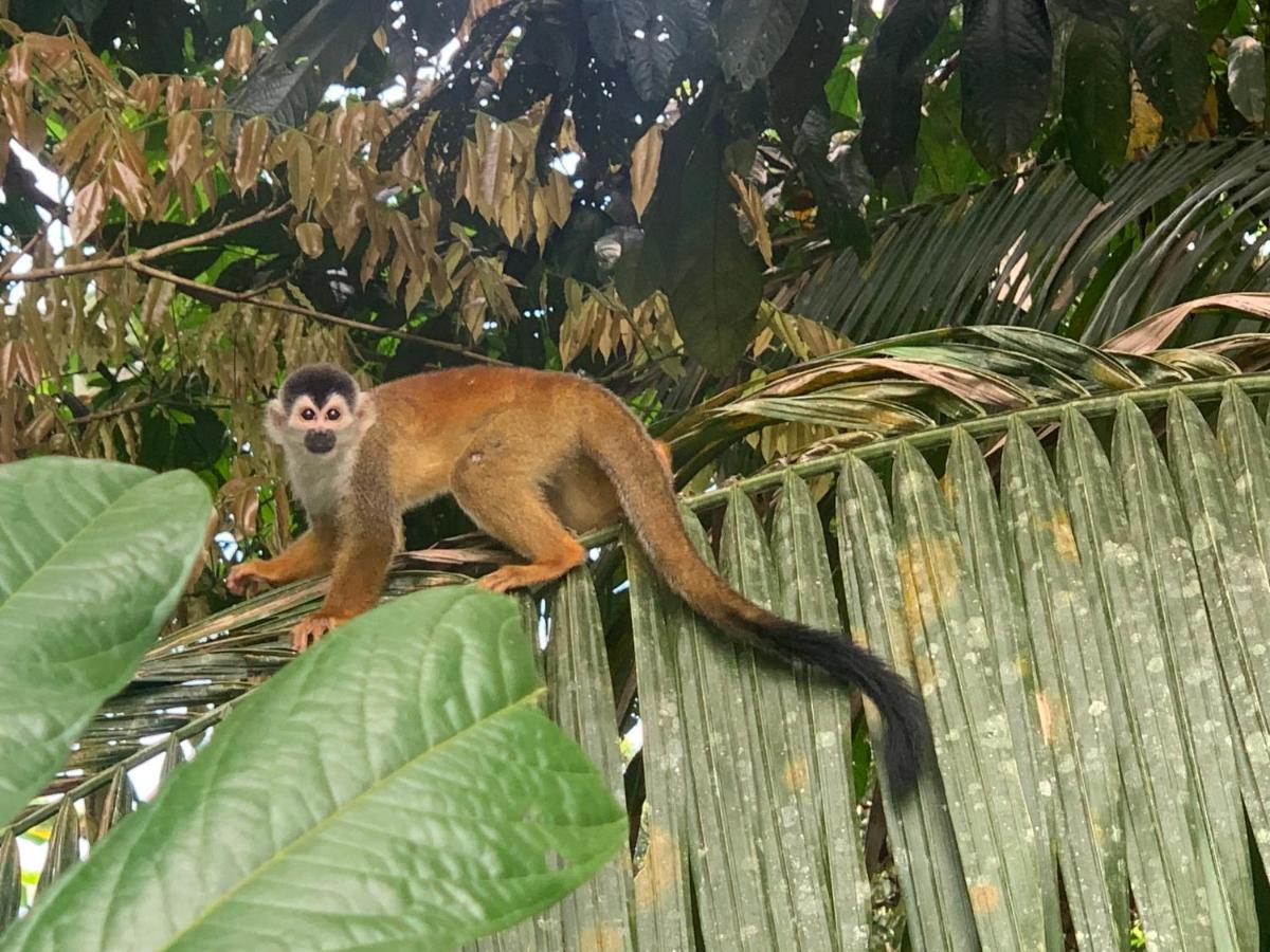 Drakes Bay Osa Corcovado Lodge المظهر الخارجي الصورة